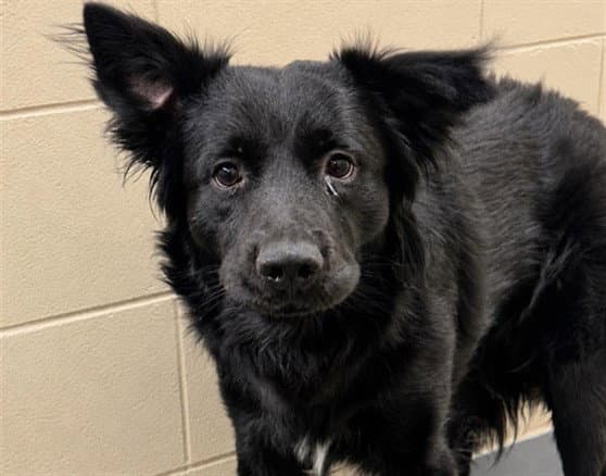 Hatcher - Border Collie