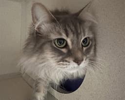 Talia image 1
