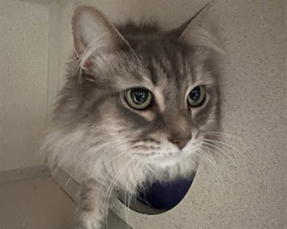 Talia - Domestic Long Hair