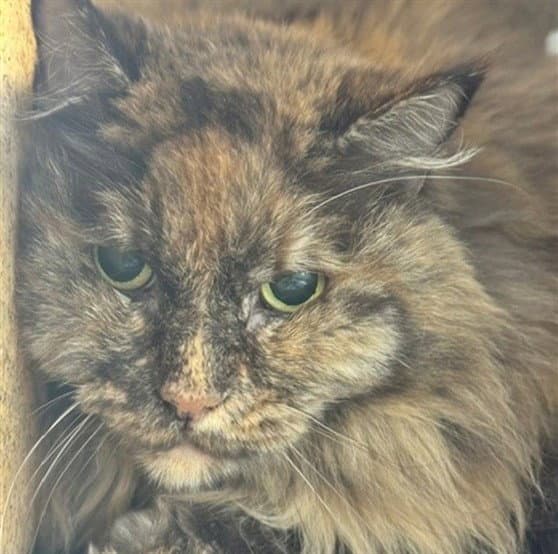 Zoey Marie - Domestic Medium Hair