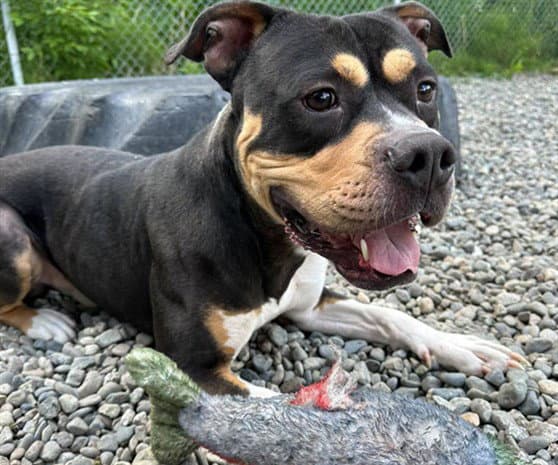 Prince - Pit Bull Terrier