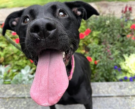 Mavis - Labrador Retriever