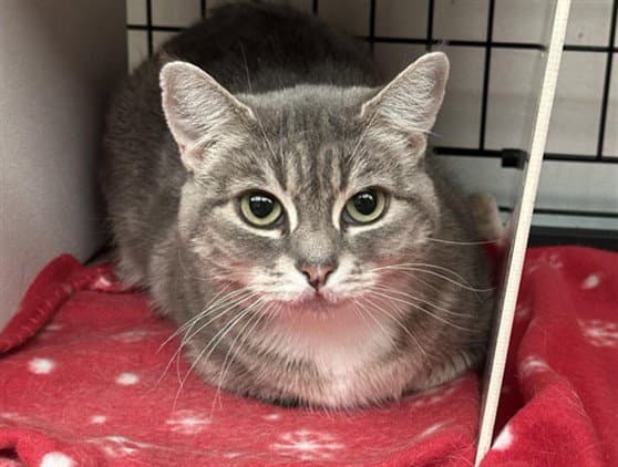 Petra - Domestic Short Hair