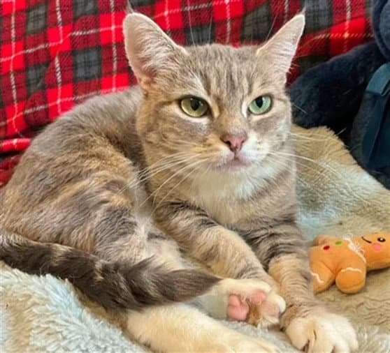 Petra - Domestic Short Hair