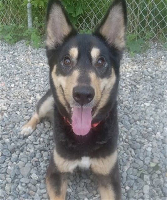 Leroy - Husky