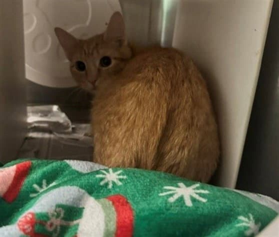 Charming - Domestic Short Hair