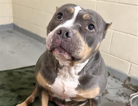 Madrina - Pit Bull Terrier