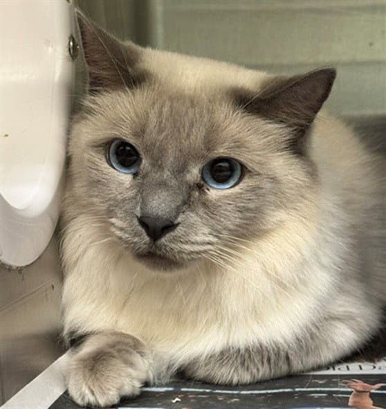 Gracie - Domestic Medium Hair