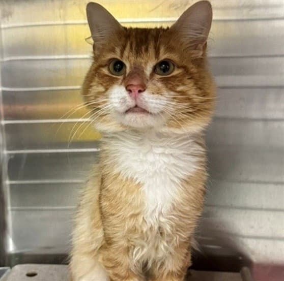 Cheetoh - Domestic Long Hair