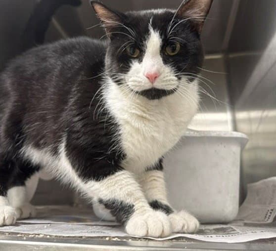 Spruce - Domestic Short Hair