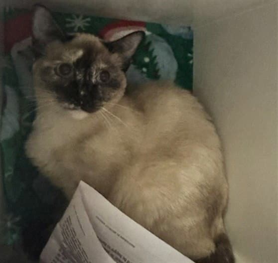 Aurora - Domestic Short Hair