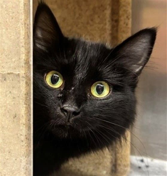 Mulan - Domestic Long Hair
