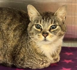 Tiana image 1