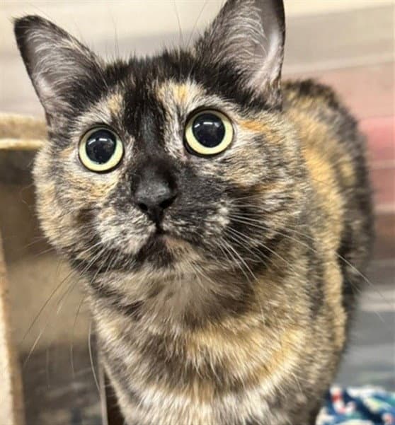 Belle - Domestic Short Hair