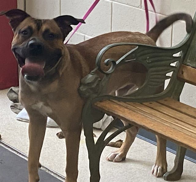 Brooks - Pit Bull Terrier