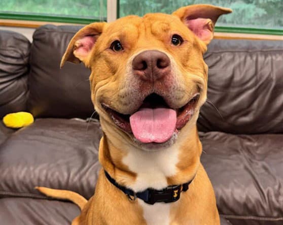 Dug - Pit Bull Terrier