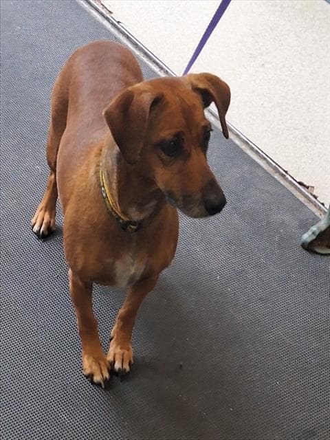 Rari - Dachshund