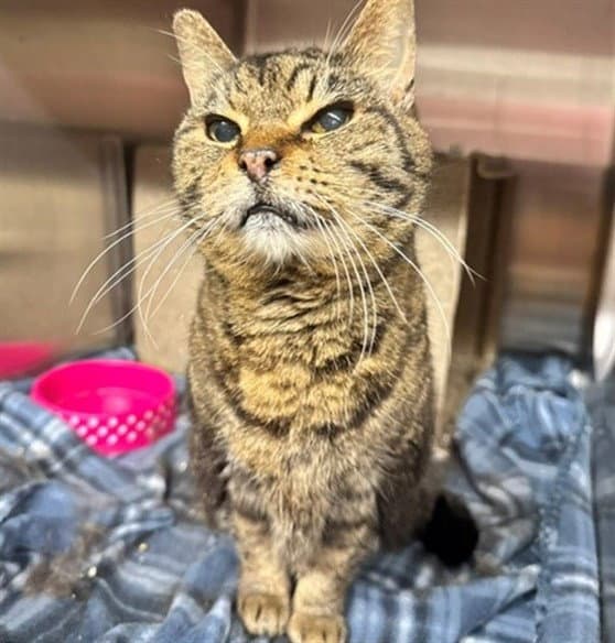 Gertrude - Domestic Medium Hair
