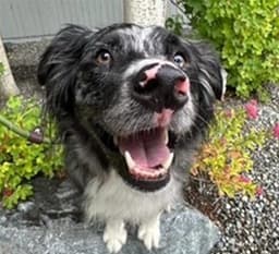 Rocky image 1