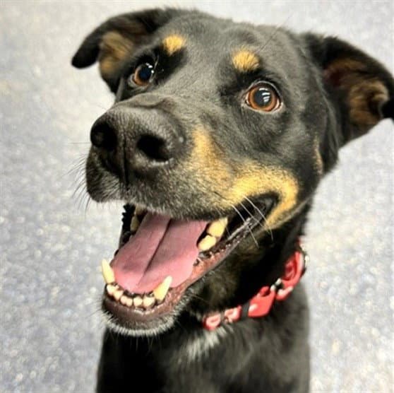 Sammy - Labrador Retriever