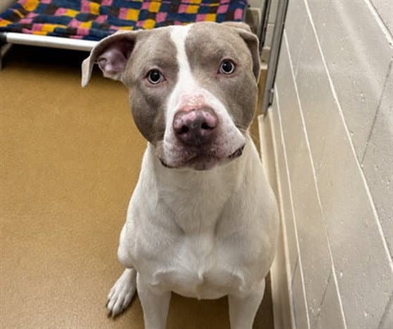 Zeus - Pit Bull Terrier