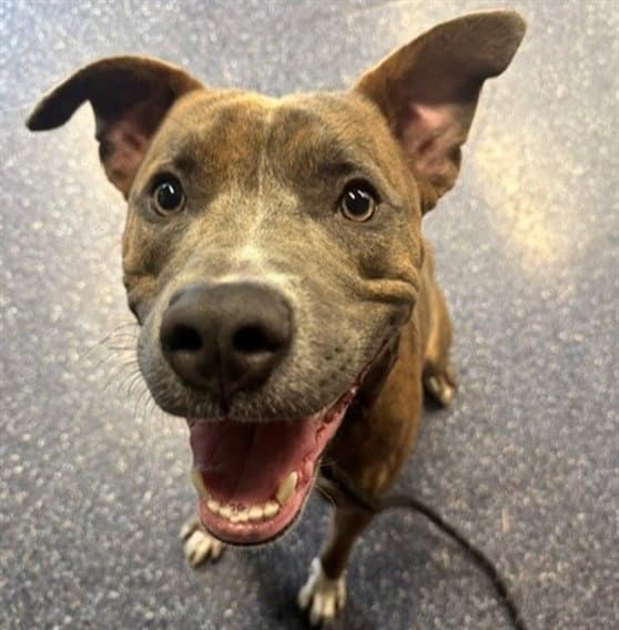 P Sherman - Pit Bull Terrier