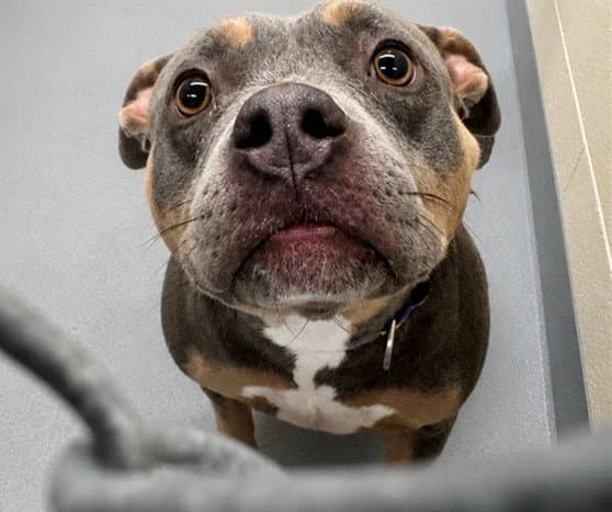 Sylvia - Pit Bull Terrier