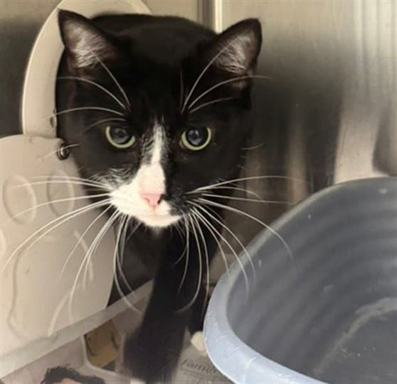 Clover - Domestic Short Hair