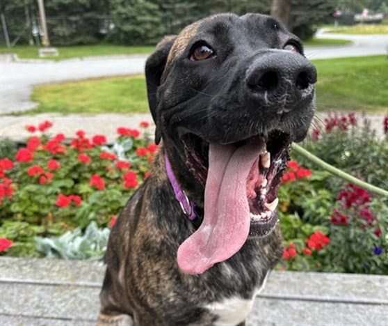 Megara - Mastiff