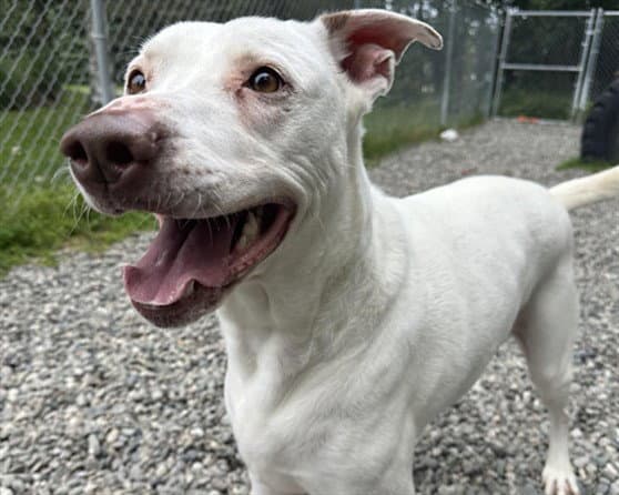 Athena - Pit Bull Terrier