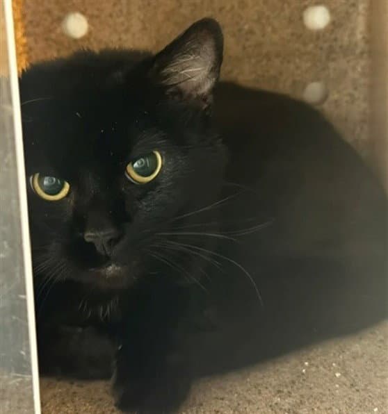 Baby Boy - Domestic Short Hair