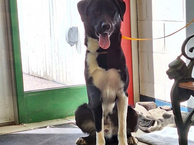 Magpie - Karelian Bear Dog