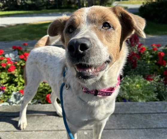 Nutmeg - Australian Cattle Dog/Blue Heeler