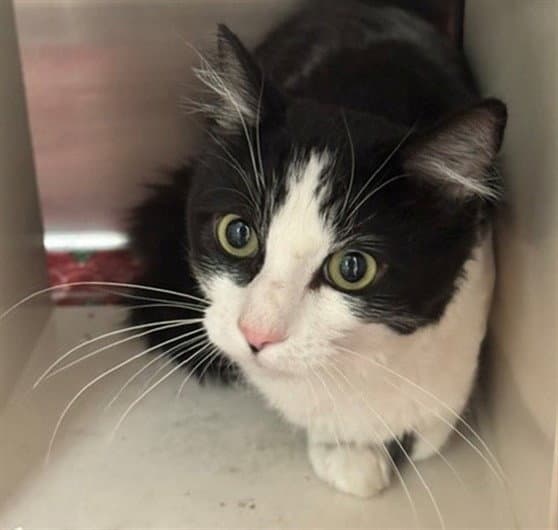 Meeko - Domestic Short Hair