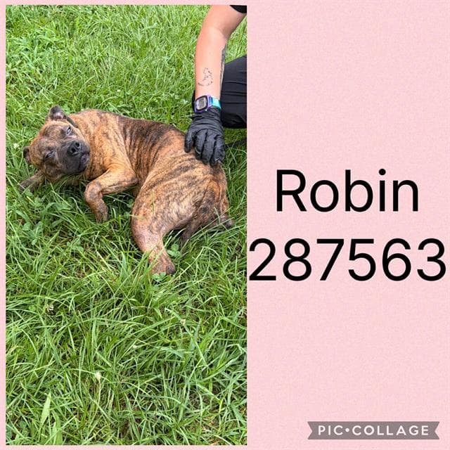Robin - Bulldog