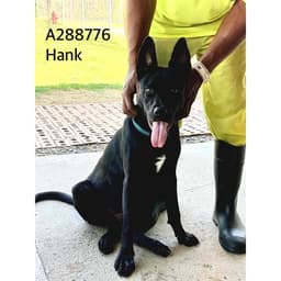 Hank image 1
