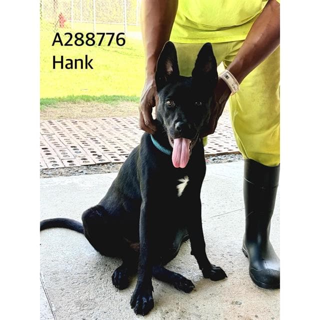 Hank - German Shepherd Dog