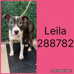 Leila image 1