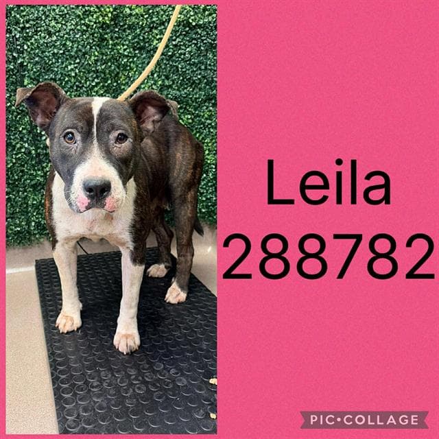 Leila - Pit Bull Terrier