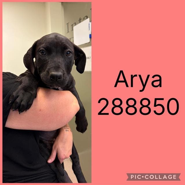Arya - Mastiff