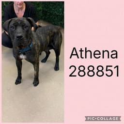 Athena image 1