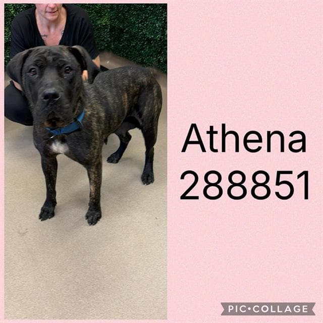 Athena - Mastiff