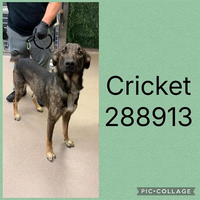 Cricket - German Shepherd Dog