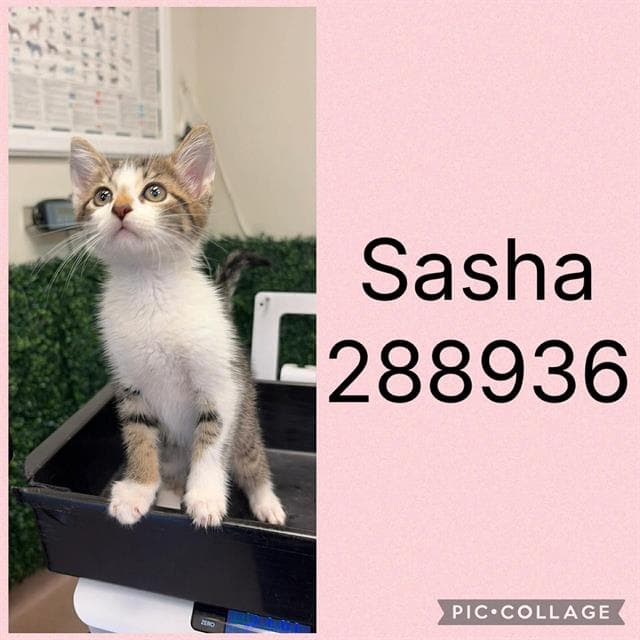 Sasha - Domestic Short Hair