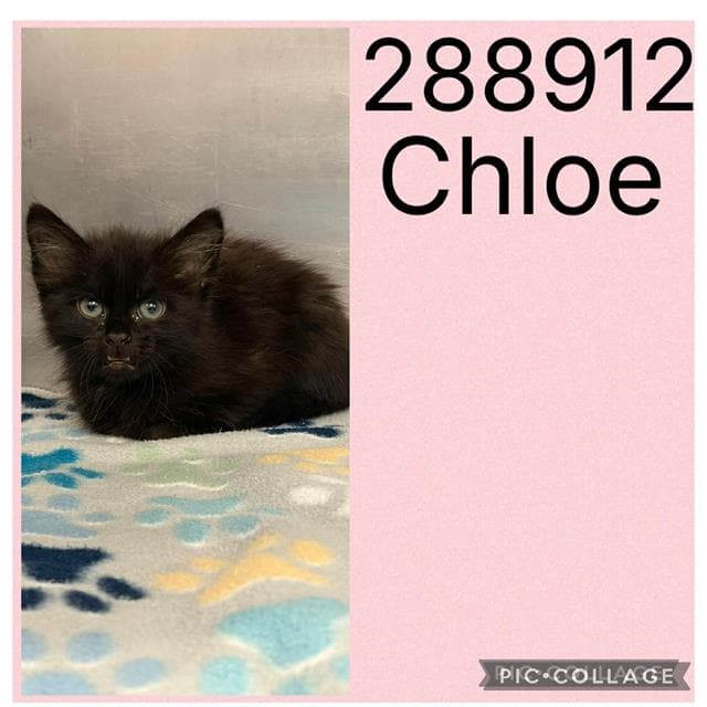 Chloe - Domestic Medium Hair