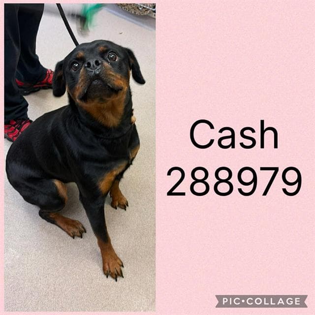 Cash - Rottweiler