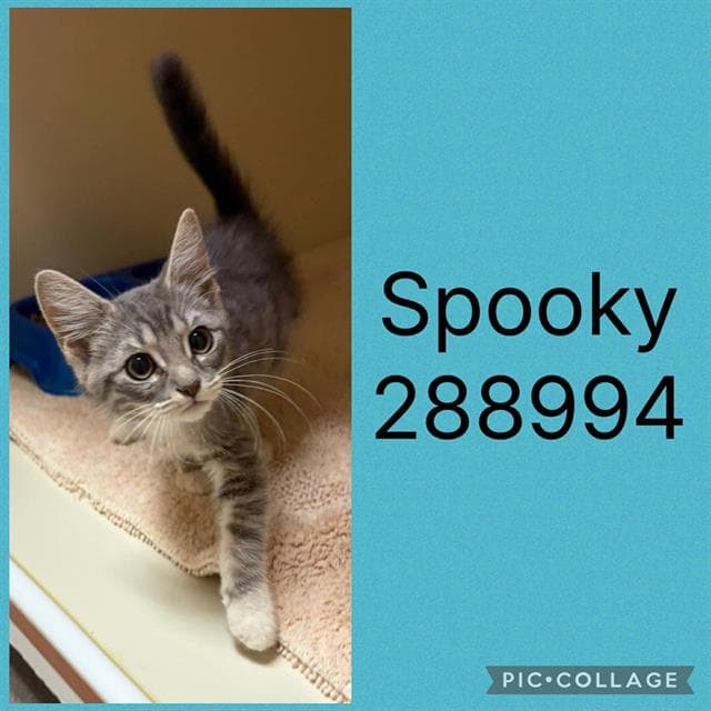 Spooky - Domestic Short Hair