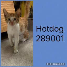 Hotdog image 1