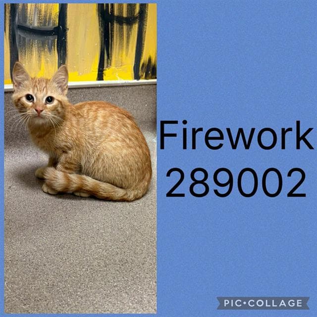 Unknown - Domestic Short Hair