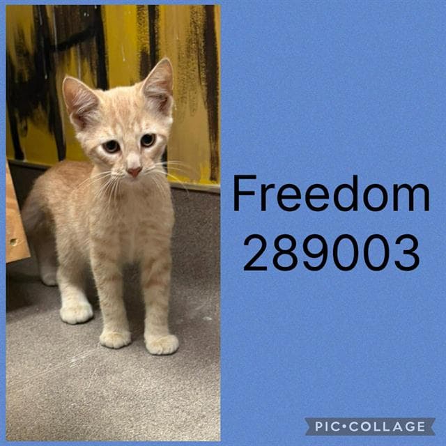 Unknown - Domestic Short Hair
